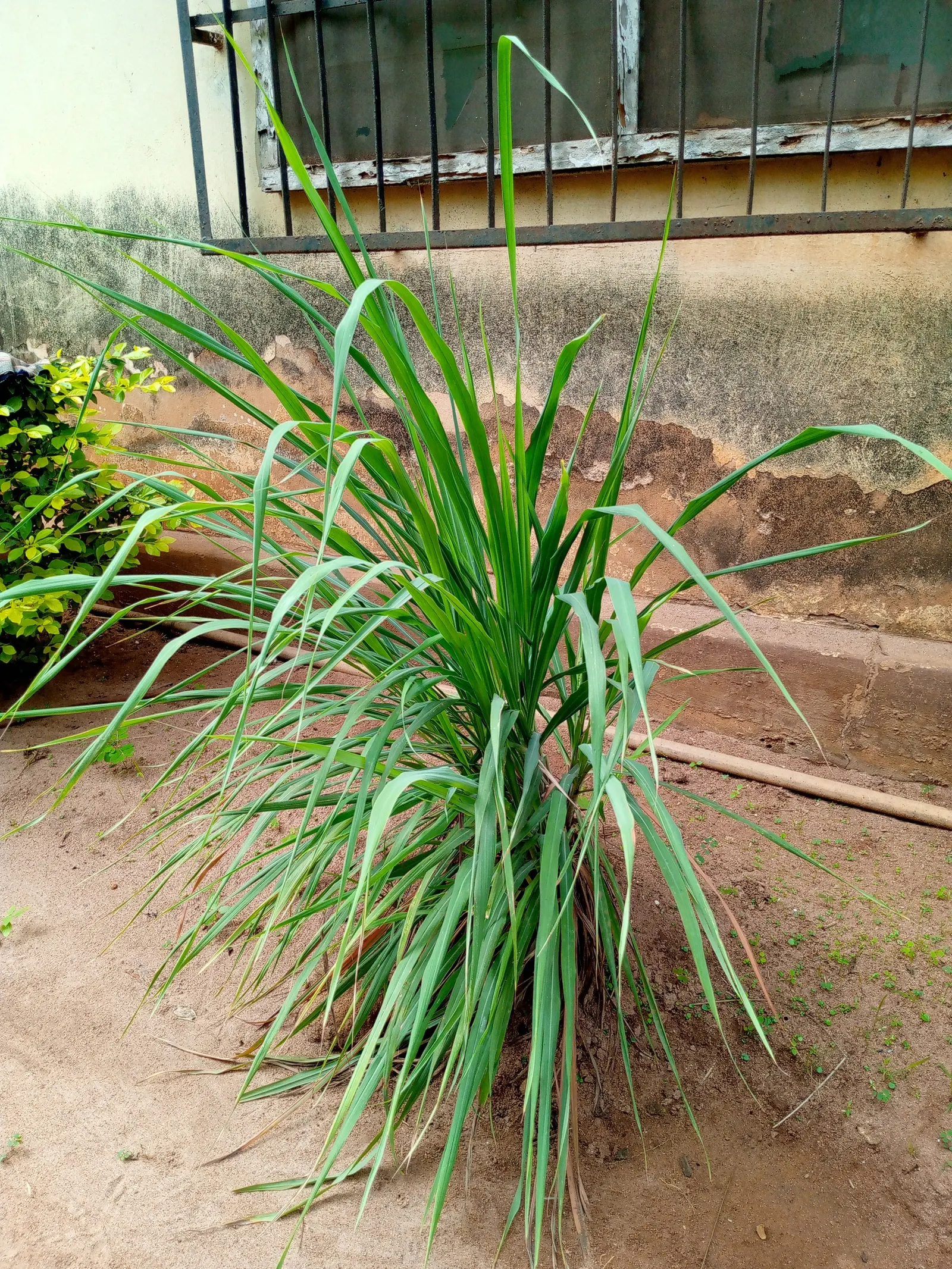 Lemon Grass (Cymbopogon Citratus) — white flowers in the garden; thriving in full sun and well-drained soil, lemongrass is drought-tolerant and, image 74