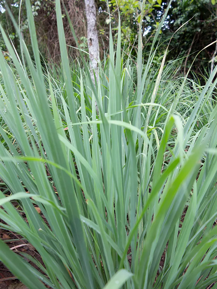 Lemon Grass (Cymbopogon Citratus) — the essential oil responsible for its citrus scent; white flowers in the garden, image 144