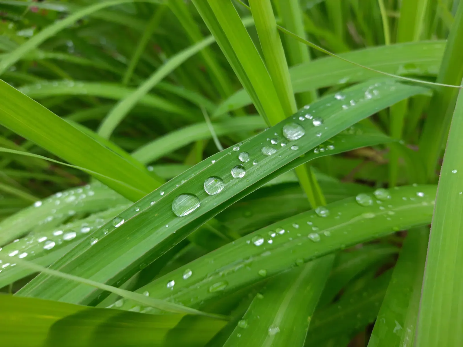 Lemon Grass (Cymbopogon Citratus) — Lemon Grass can serve as a fragrant border or as an accent plant in a culinary herb garden, image 86