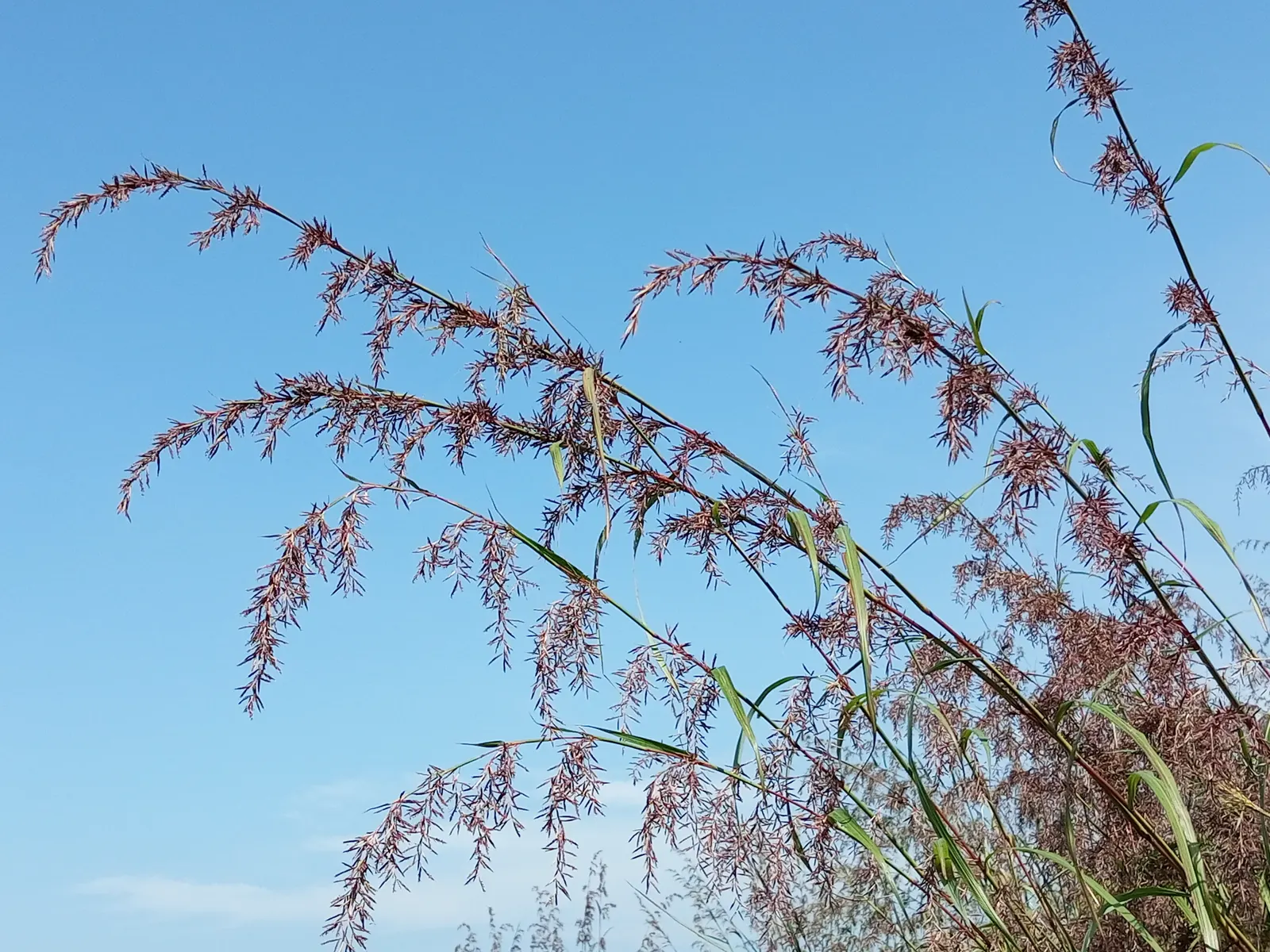 Lemon Grass (Cymbopogon Citratus) — reaching heights of 3 to 6 feet and spreading 2 to 4 feet wide; making it a dual-purpose choice for your, image 43