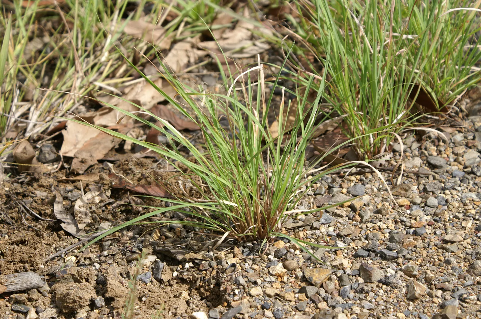 Lemon Grass (Cymbopogon Citratus) — slender leaves with a distinct lemony fragrance and a sleek; this aromatic grass showcases thin, arching green, image 63