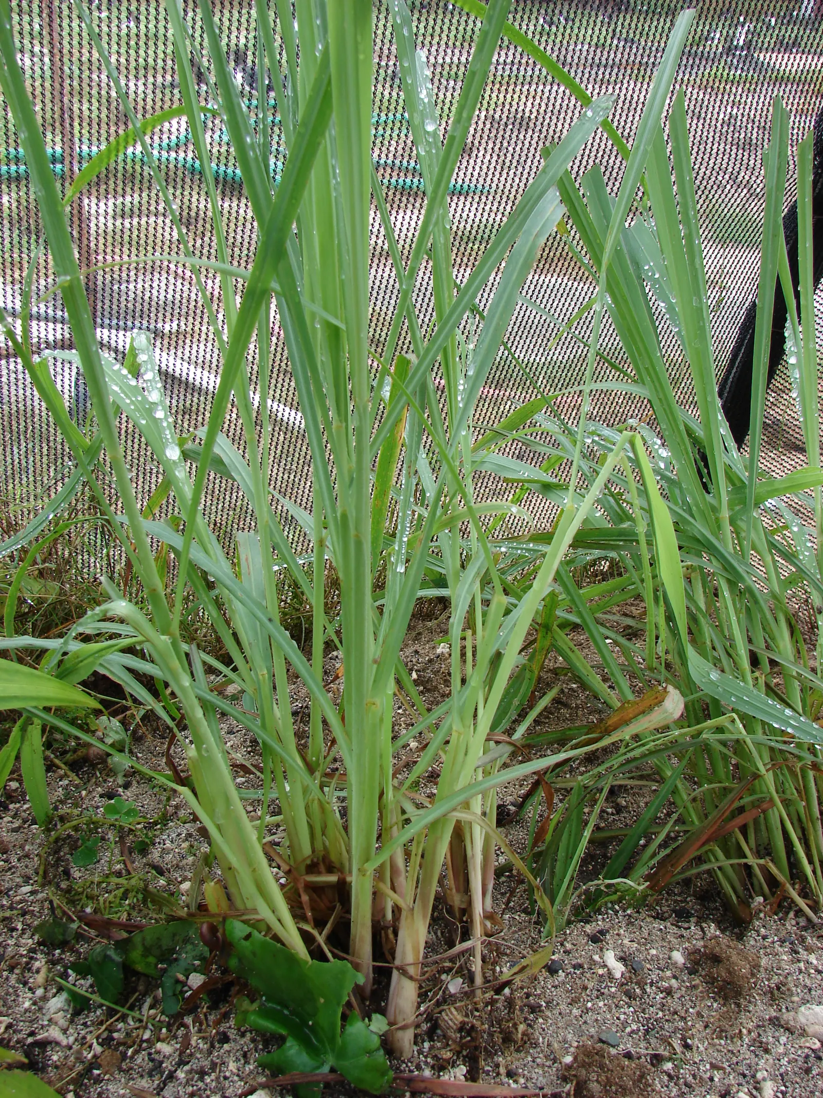 Lemon Grass (Cymbopogon Citratus) — Lemon Grass can serve as a fragrant border or as an accent plant in a culinary herb garden, image 29