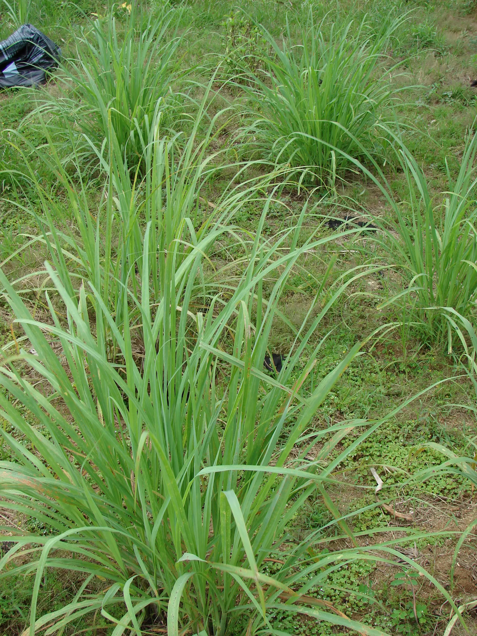 Lemon Grass (Cymbopogon Citratus) — Lemon Grass prefers full sun conditions and well-draining soil; its dense clumps are drought-tolerant once, image 102