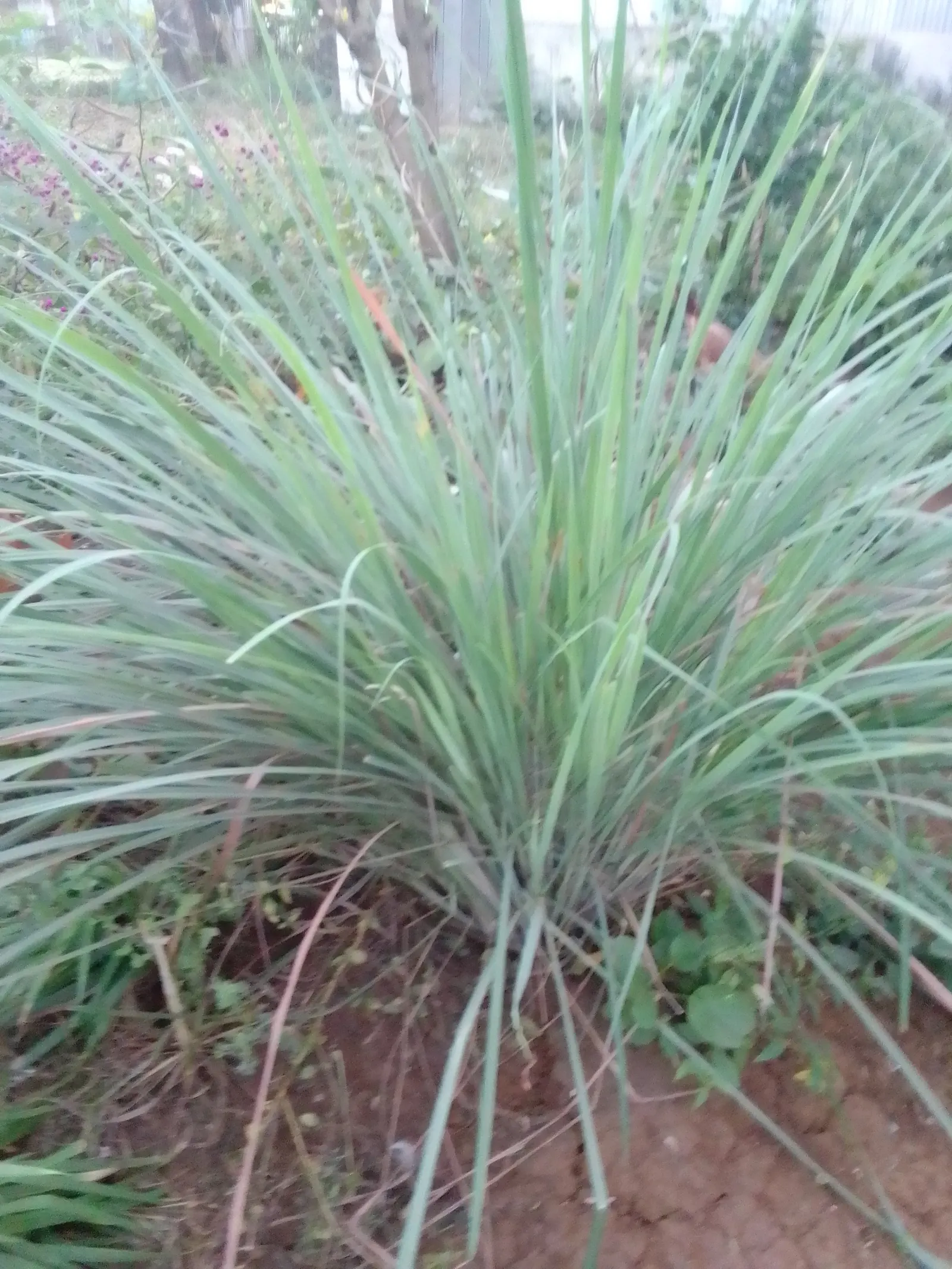 Lemon Grass (Cymbopogon Citratus) — Lemon Grass prefers full sun conditions and well-draining soil; its dense clumps are drought-tolerant once, image 140