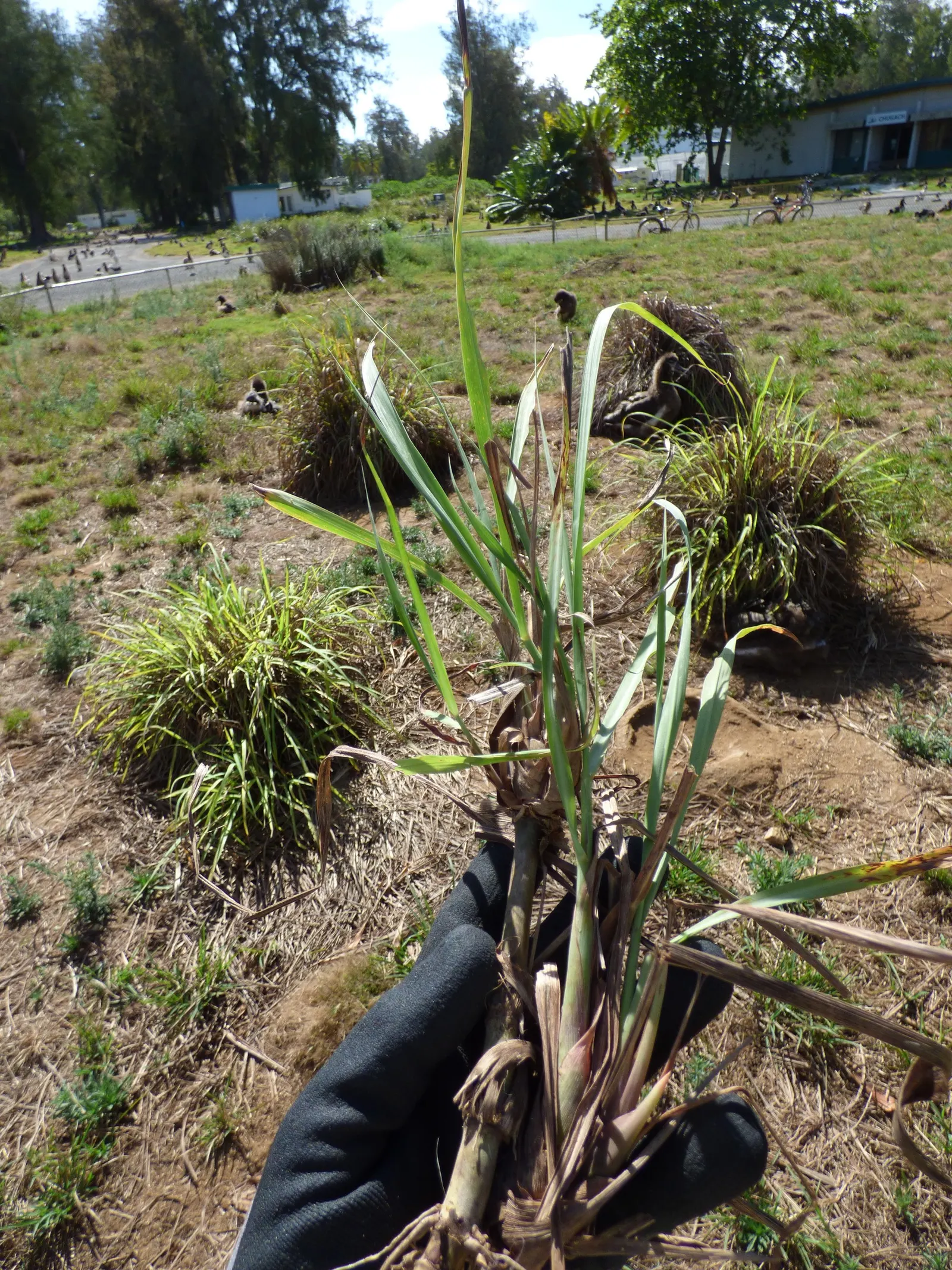 Lemon Grass (Cymbopogon Citratus) — it's not only a flavor-enhancing ingredient but also a natural deterrent for mosquitoes; reaching heights of 3 to 6 feet