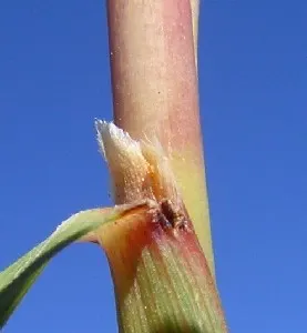 Lemon Grass (Cymbopogon Citratus) — Lemon Grass can serve as a fragrant border or as an accent plant in a culinary herb garden, image 124