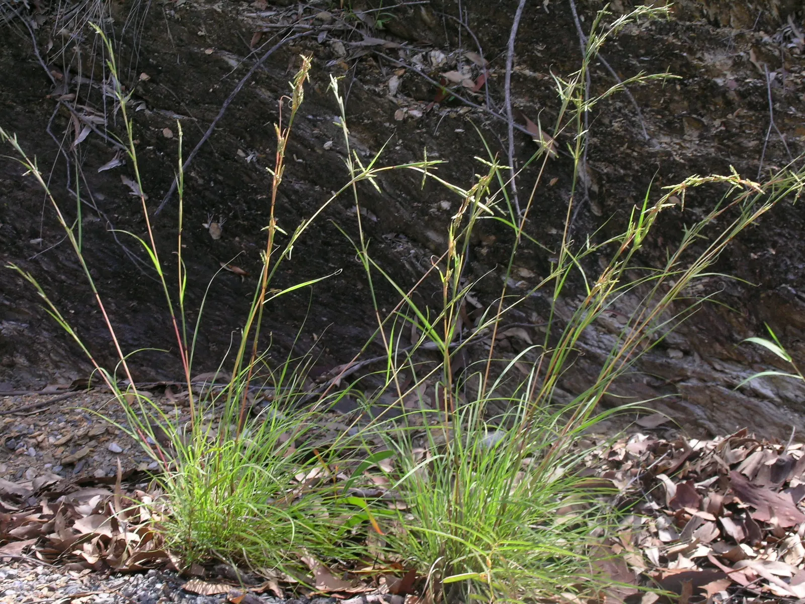Lemon Grass (Cymbopogon Citratus) — keeping the appearance lush and contained within the space provided; lemon Grass prefers full sun conditions and, image 72