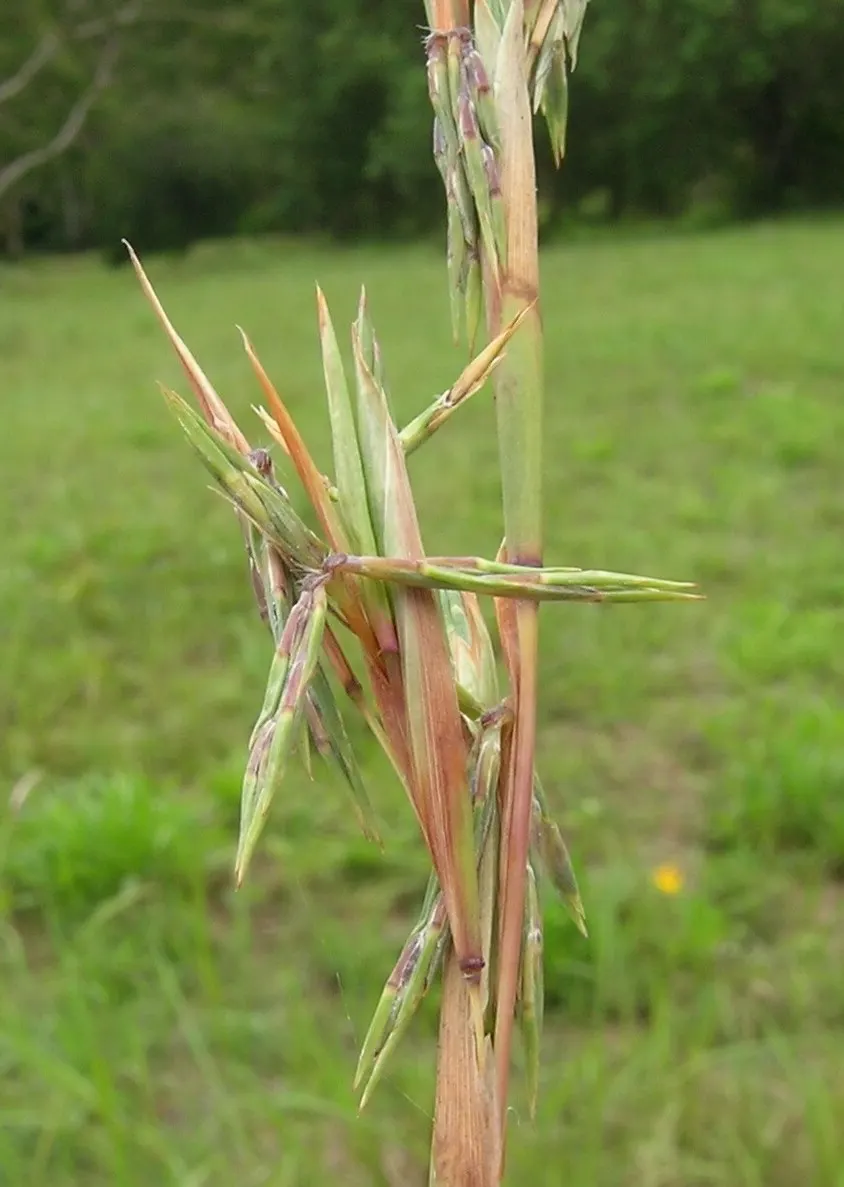 Lemon Grass (Cymbopogon Citratus) — Its dense clumps are drought-tolerant once established; keeping the appearance lush and contained within the space provided