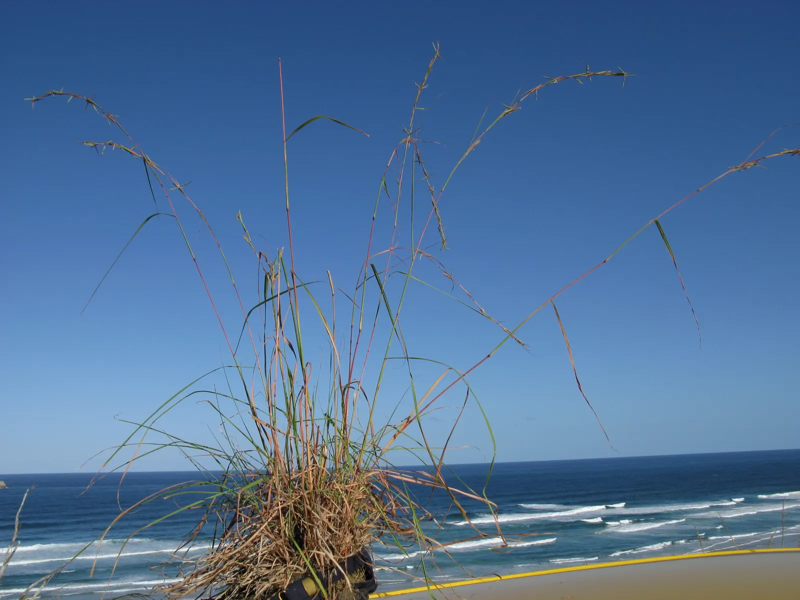 Lemon Grass (Cymbopogon Citratus) — grass with white blooms