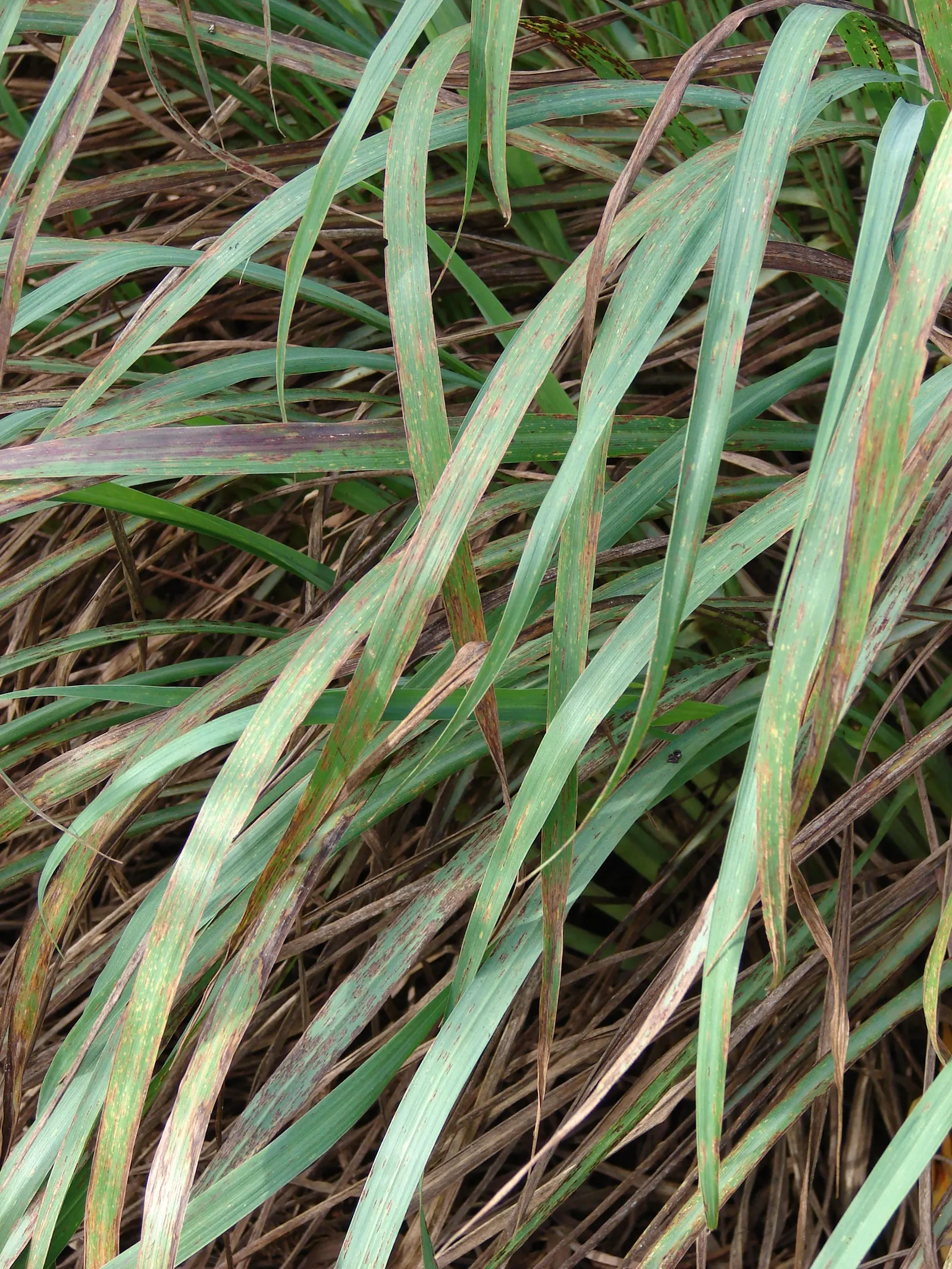 Lemon Grass (Cymbopogon Citratus) — grass for full or half; emphasize the simplicity of Lemon Grass maintenance: full sun