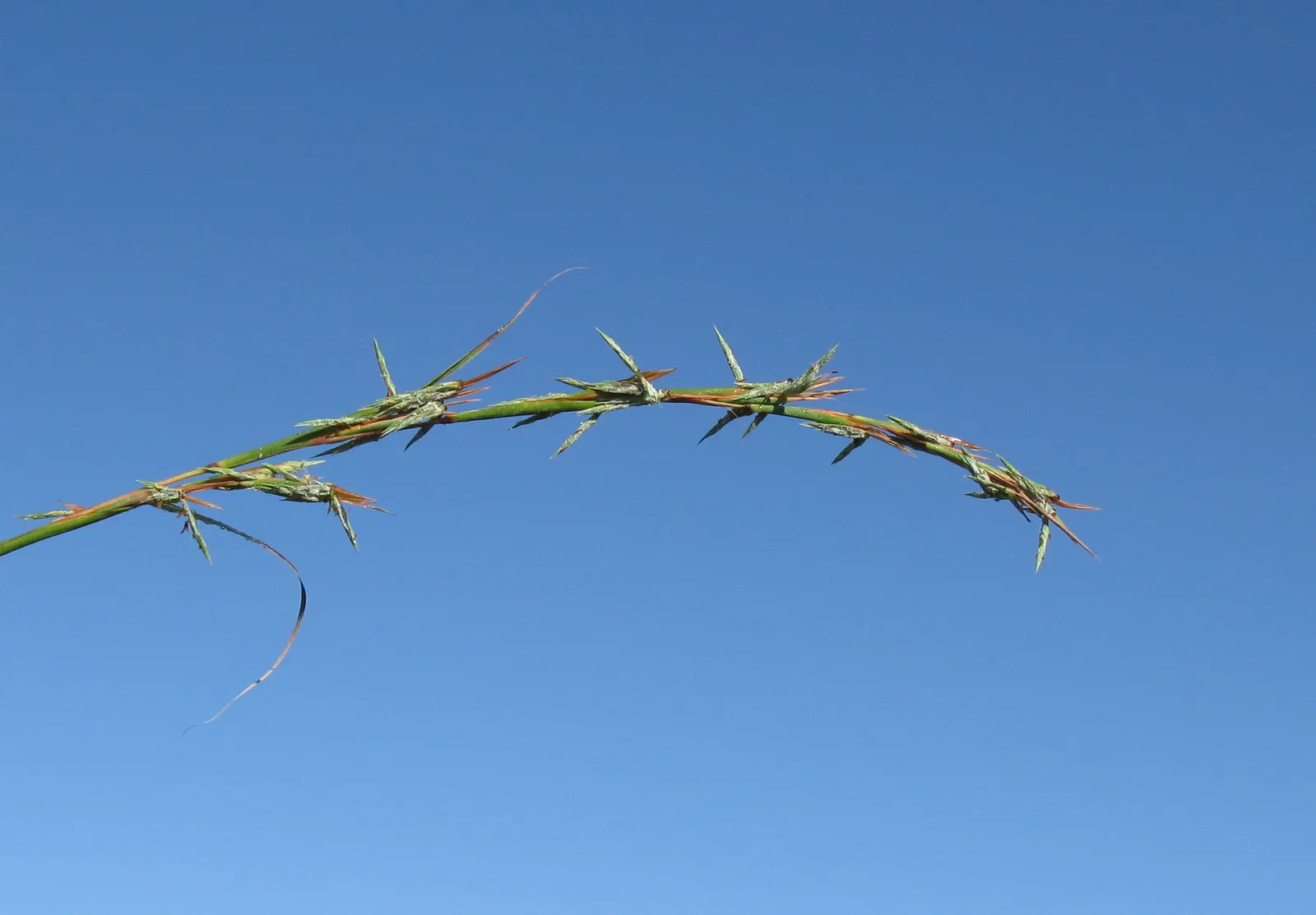Lemon Grass (Cymbopogon Citratus) — a tropical perennial herb; grass with white blooms, image 117