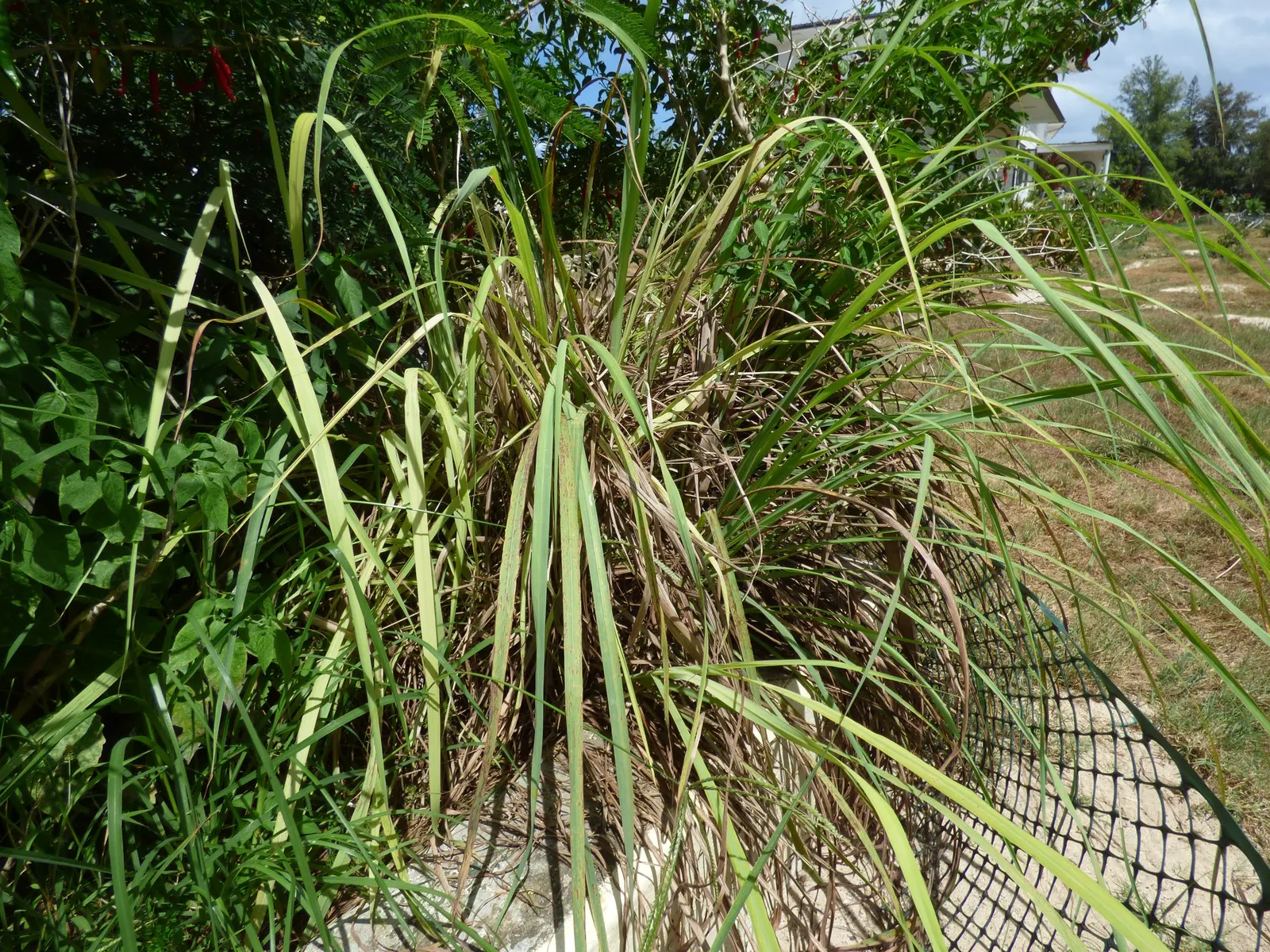 Lemon Grass (Cymbopogon Citratus) — a tropical perennial herb; grass with white blooms, image 60