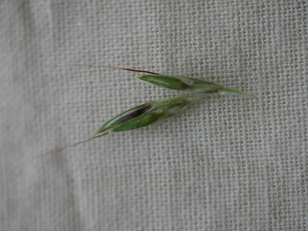 Lemon Grass (Cymbopogon Citratus) — the essential oil responsible for its citrus scent; white flowers in the garden, image 68