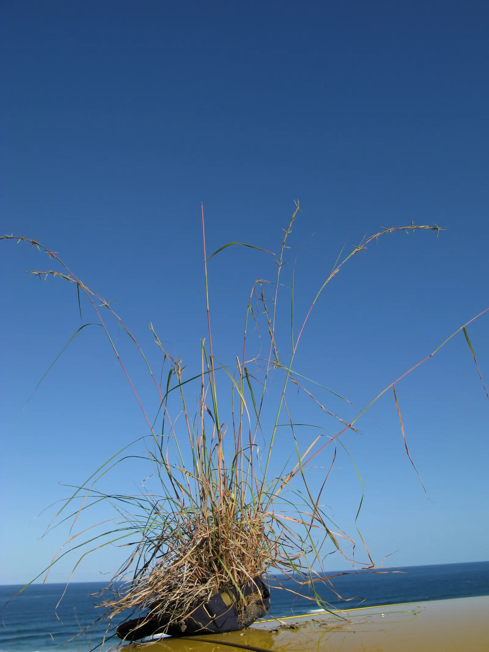Lemon Grass (Cymbopogon Citratus) — Pruning the tops will encourage fuller growth; grass for full or half, image 52