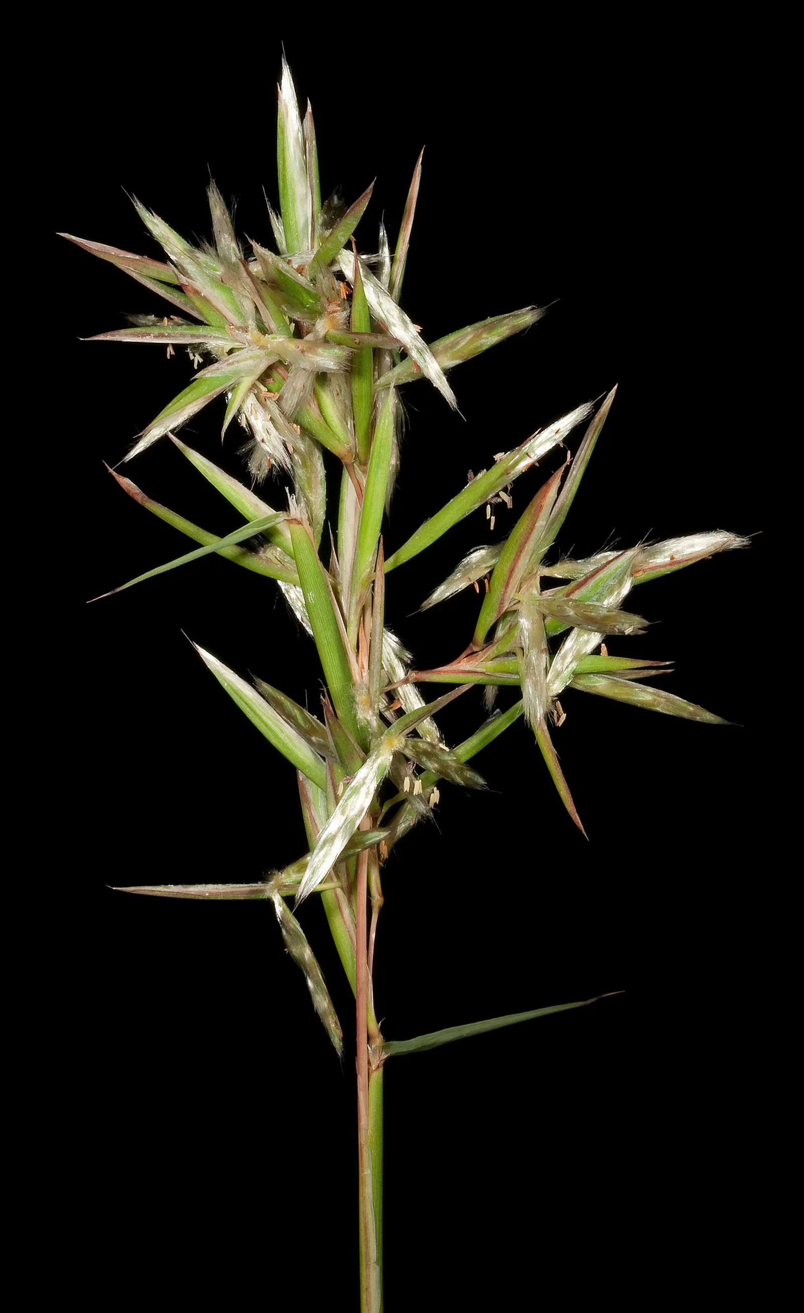 Lemon Grass (Cymbopogon Citratus) — grass with white blooms; requiring moderate watering - establish a consistent schedule, image 132