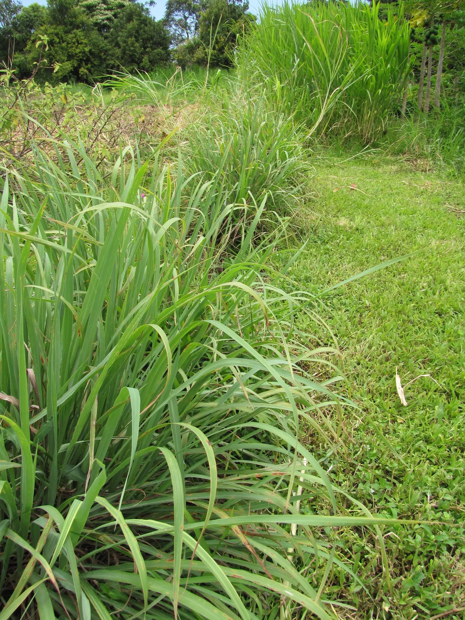 Lemon Grass (Cymbopogon Citratus) — emphasize the simplicity of Lemon Grass maintenance: full sun; pruning the tops will encourage fuller growth, image 130