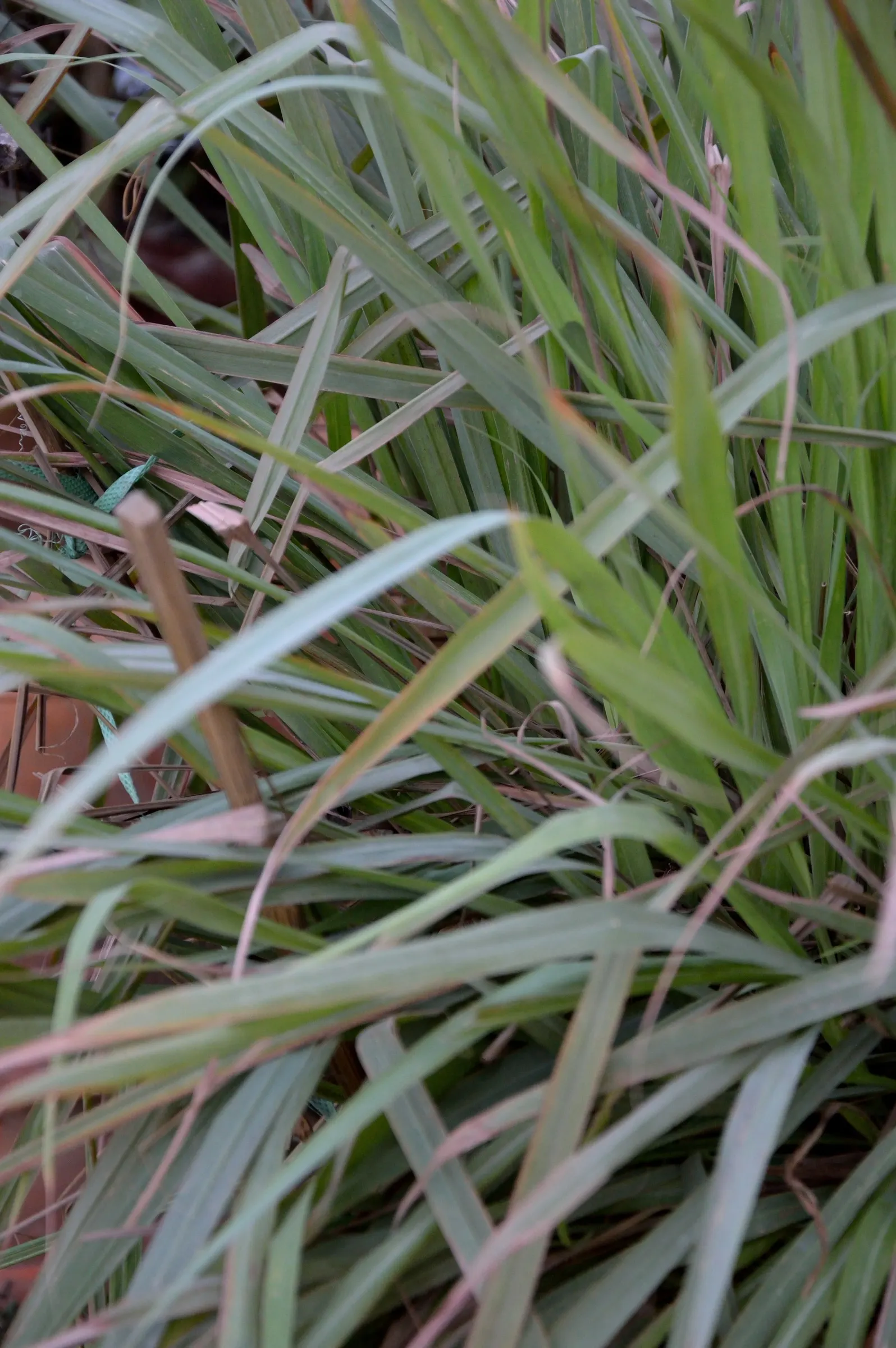 Lemon Grass (Cymbopogon Citratus) — a tropical perennial herb; grass with white blooms, image 41