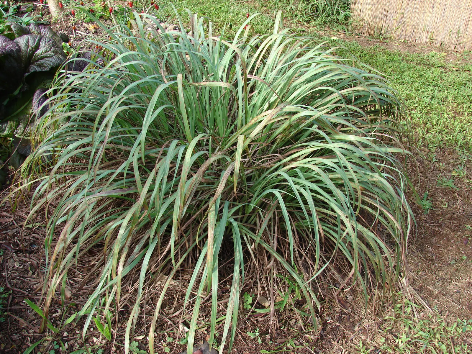 Lemon Grass (Cymbopogon Citratus) — white flowers in the garden