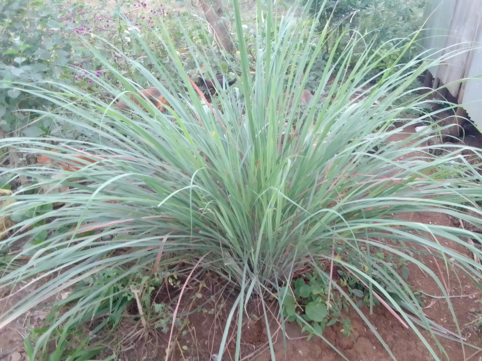 Lemon Grass (Cymbopogon Citratus) — slender leaves with a distinct lemony fragrance and a sleek; this aromatic grass showcases thin, arching green leaves and a