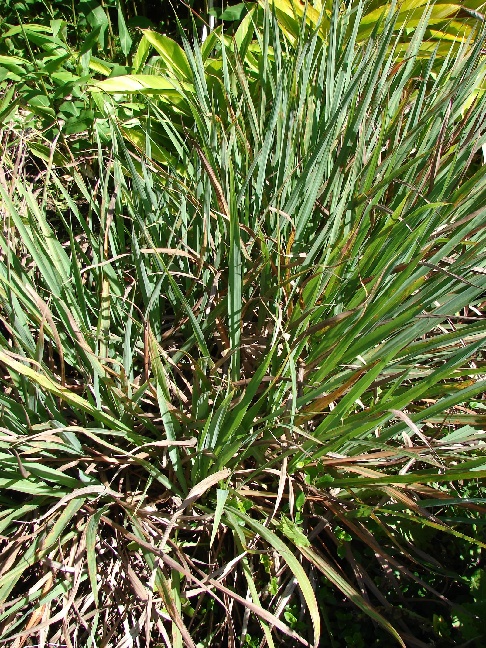 Lemon Grass (Cymbopogon Citratus) — Thriving in full sun and well-drained soil, lemongrass is drought-tolerant and requires minimal care; the, image 40