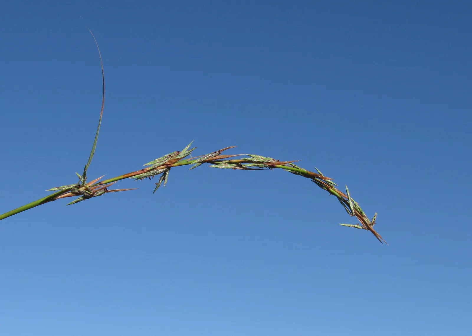 Lemon Grass (Cymbopogon Citratus) — Its dense clumps are drought-tolerant once established; keeping the appearance lush and contained within the, image 103