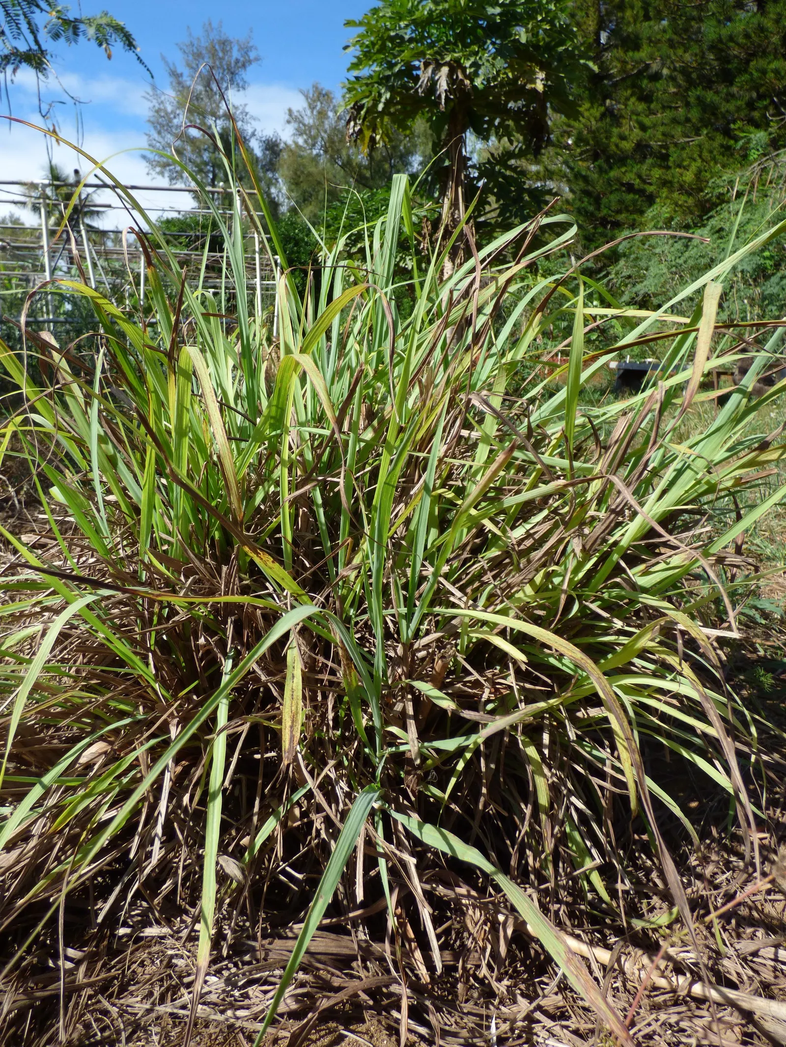 Lemon Grass (Cymbopogon Citratus) — Pruning the tops will encourage fuller growth
