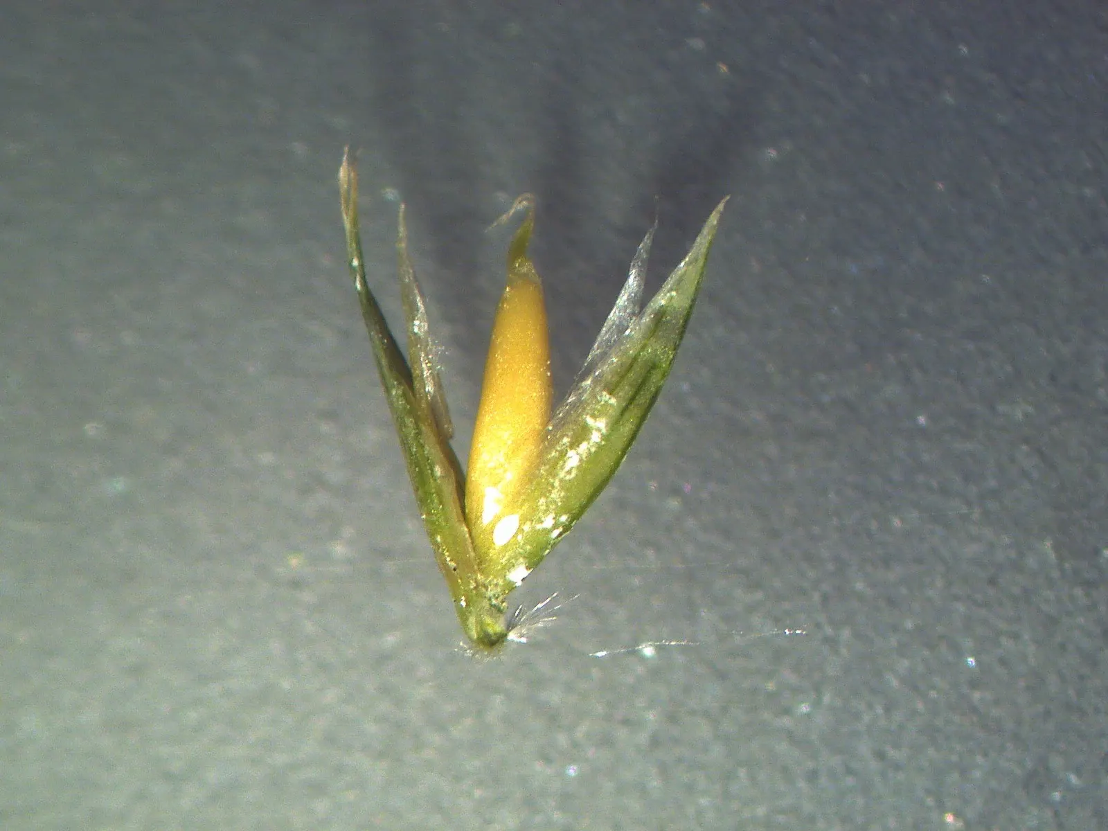 Lemon Grass (Cymbopogon Citratus) — slender leaves with a distinct lemony fragrance and a sleek; this aromatic grass showcases thin, arching green, image 120