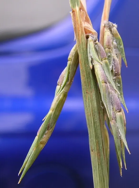 Lemon Grass (Cymbopogon Citratus) — a tropical perennial herb; grass with white blooms, image 136