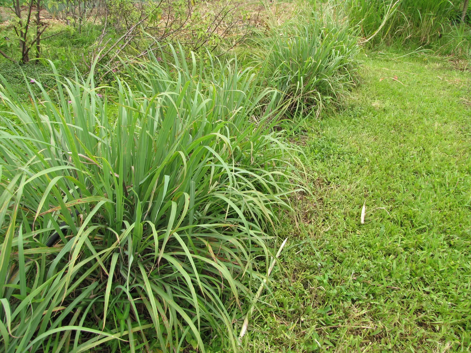 Lemon Grass (Cymbopogon Citratus) — is an invaluable asset to any garden design for both its aromatic qualities and culinary utility; slender, image 118