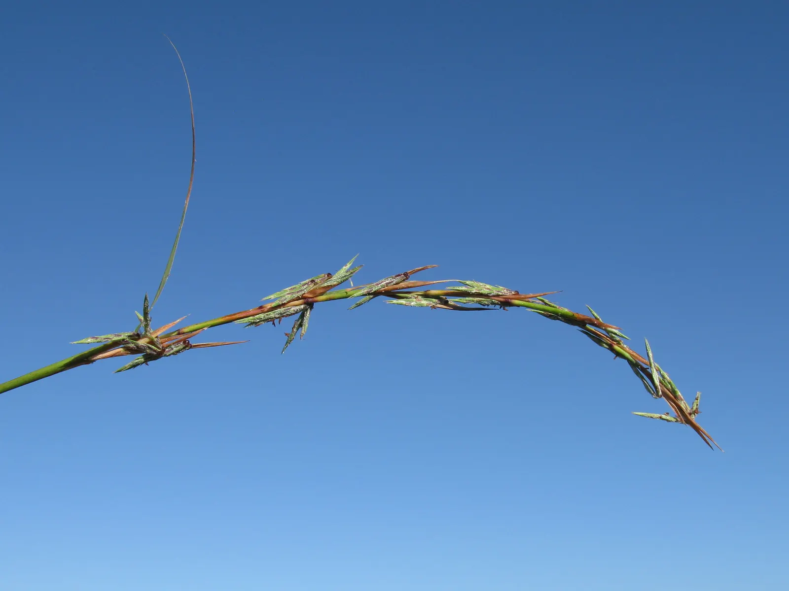 Lemon Grass (Cymbopogon Citratus) — Lemon Grass can serve as a fragrant border or as an accent plant in a culinary herb garden, image 67