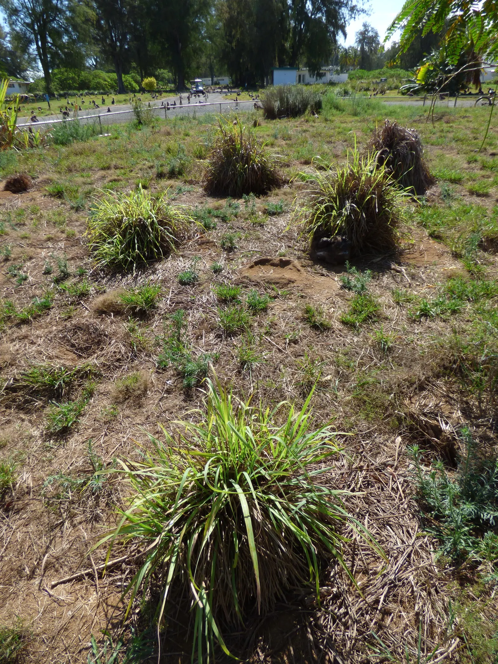 Lemon Grass (Cymbopogon Citratus) — Thriving in full sun and well-drained soil, lemongrass is drought-tolerant and requires minimal care