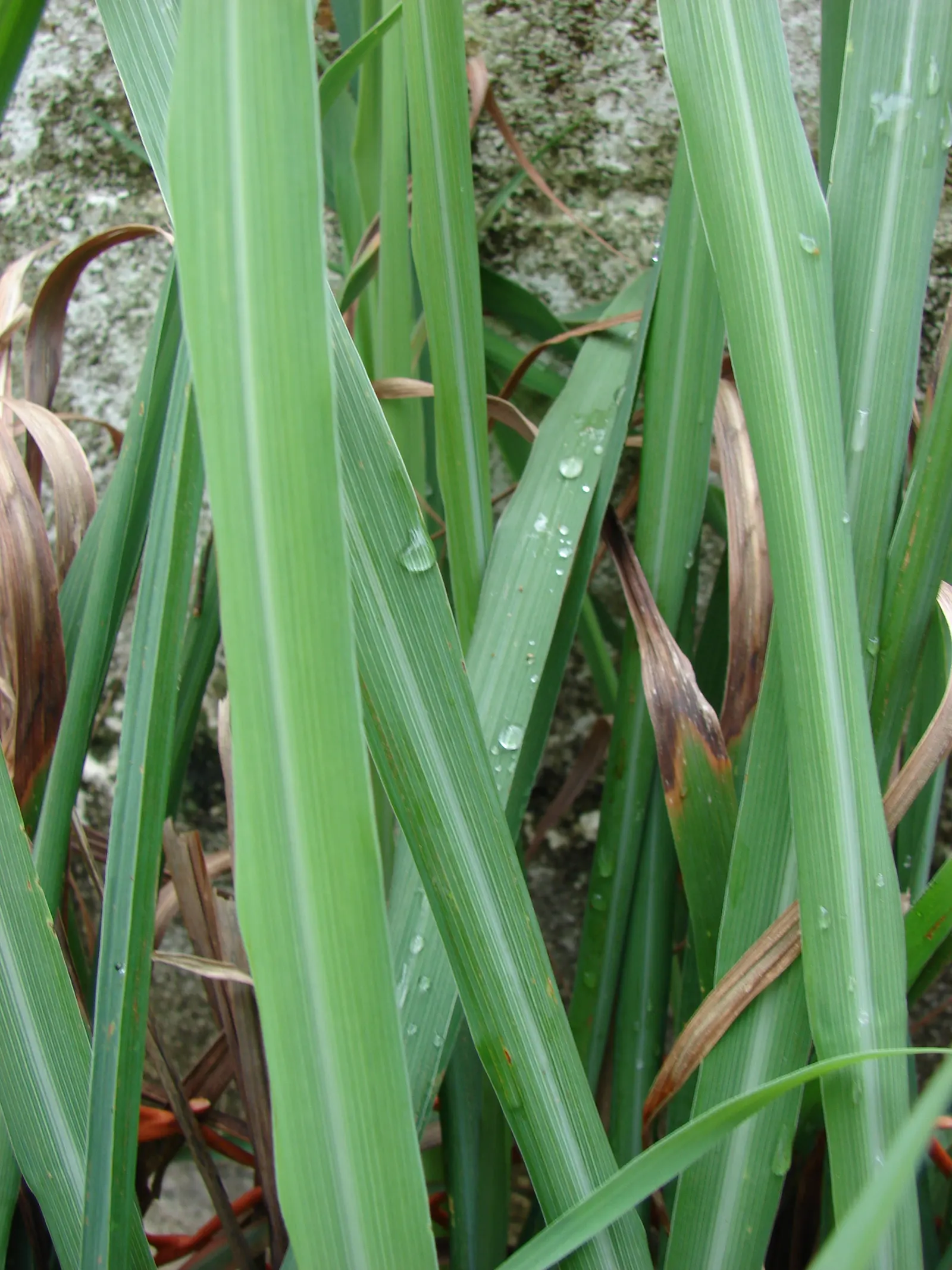 Lemon Grass (Cymbopogon Citratus) — the essential oil responsible for its citrus scent; white flowers in the garden, image 87