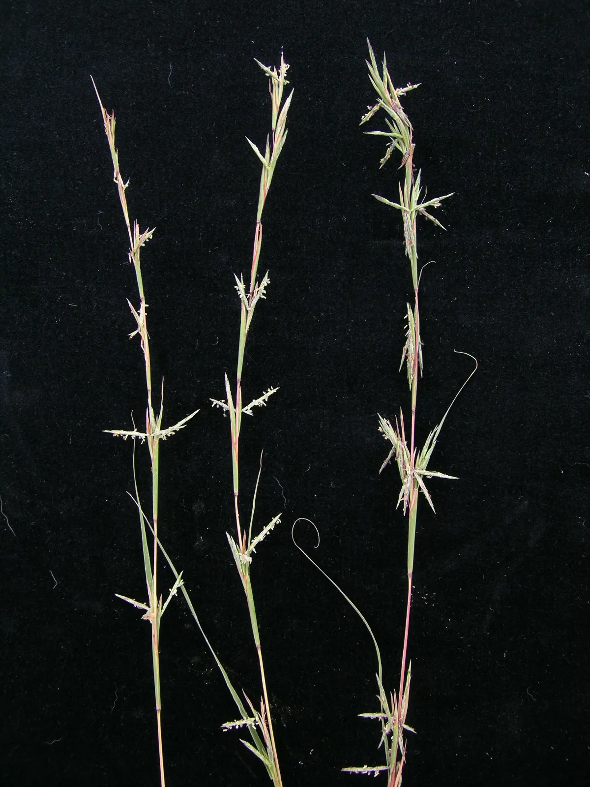 Lemon Grass (Cymbopogon Citratus) — is an invaluable asset to any garden design for both its aromatic qualities and culinary utility; slender, image 42