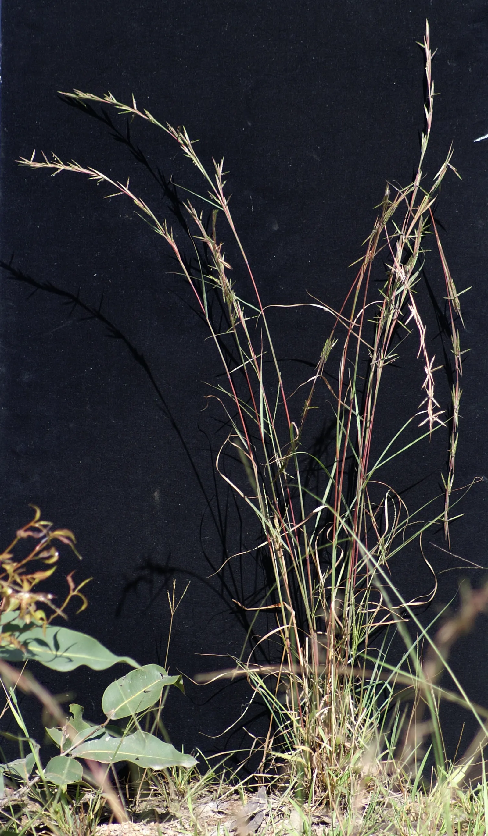 Lemon Grass (Cymbopogon Citratus) — Its dense clumps are drought-tolerant once established; keeping the appearance lush and contained within the, image 46