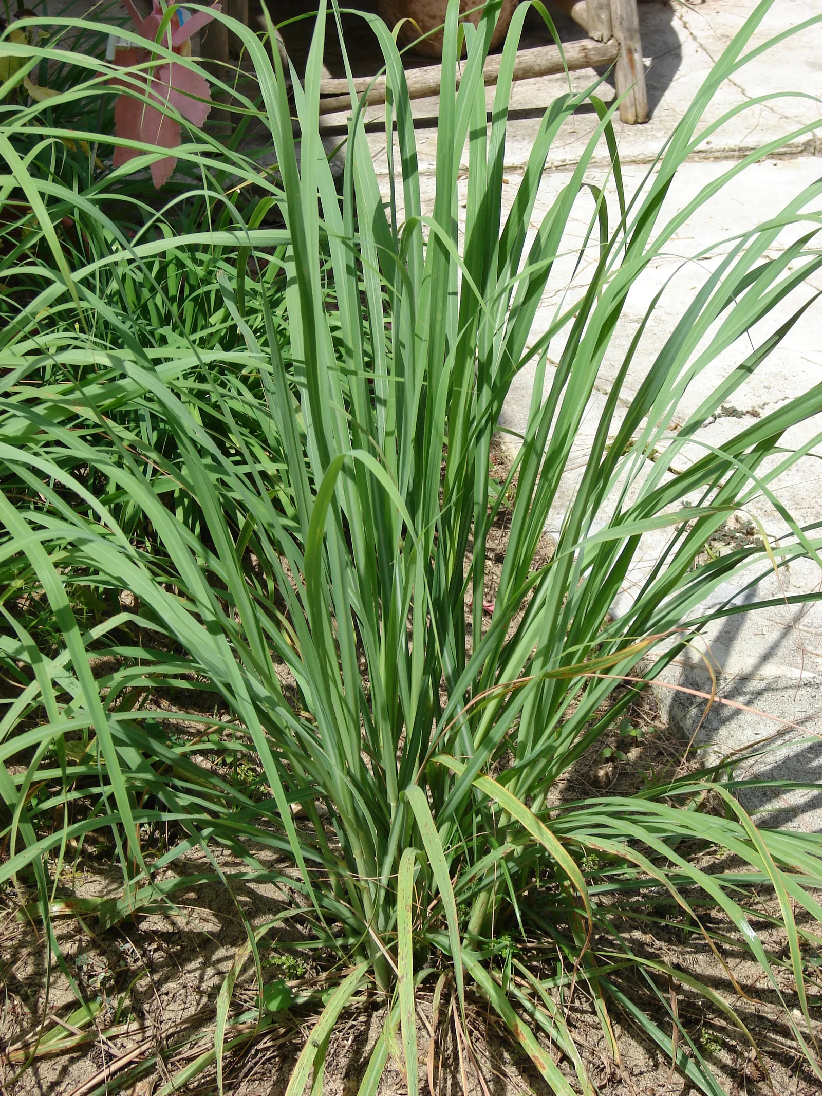 Lemon Grass (Cymbopogon Citratus) — reaching heights of 3 to 6 feet and spreading 2 to 4 feet wide