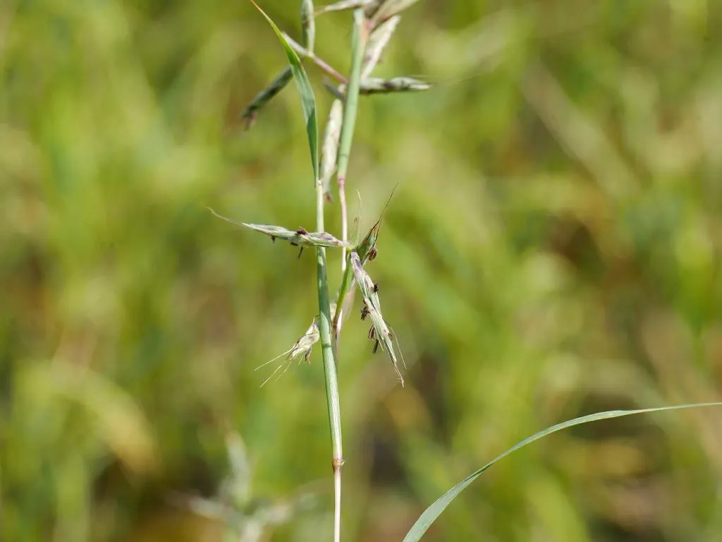 Lemon Grass (Cymbopogon Citratus) — Lemon Grass can serve as a fragrant border or as an accent plant in a culinary herb garden