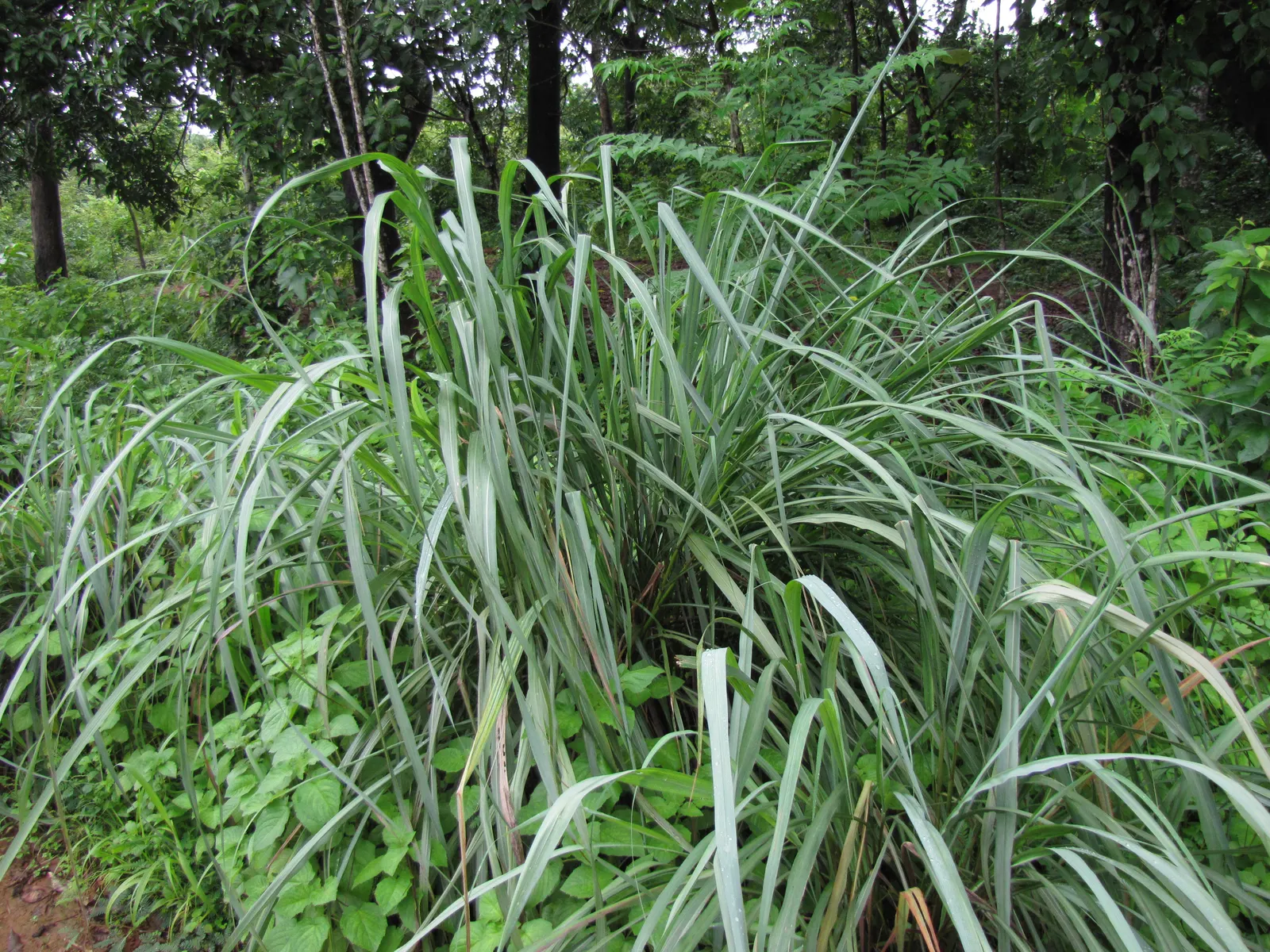 Lemon Grass (Cymbopogon Citratus) — Thriving in full sun and well-drained soil, lemongrass is drought-tolerant and requires minimal care; the, image 59