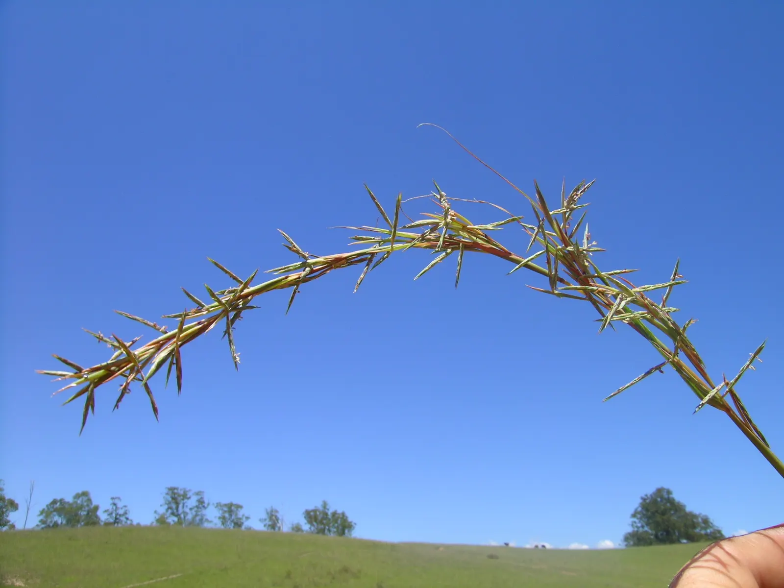 Lemon Grass (Cymbopogon Citratus) — Thriving in full sun and well-drained soil, lemongrass is drought-tolerant and requires minimal care; the, image 135
