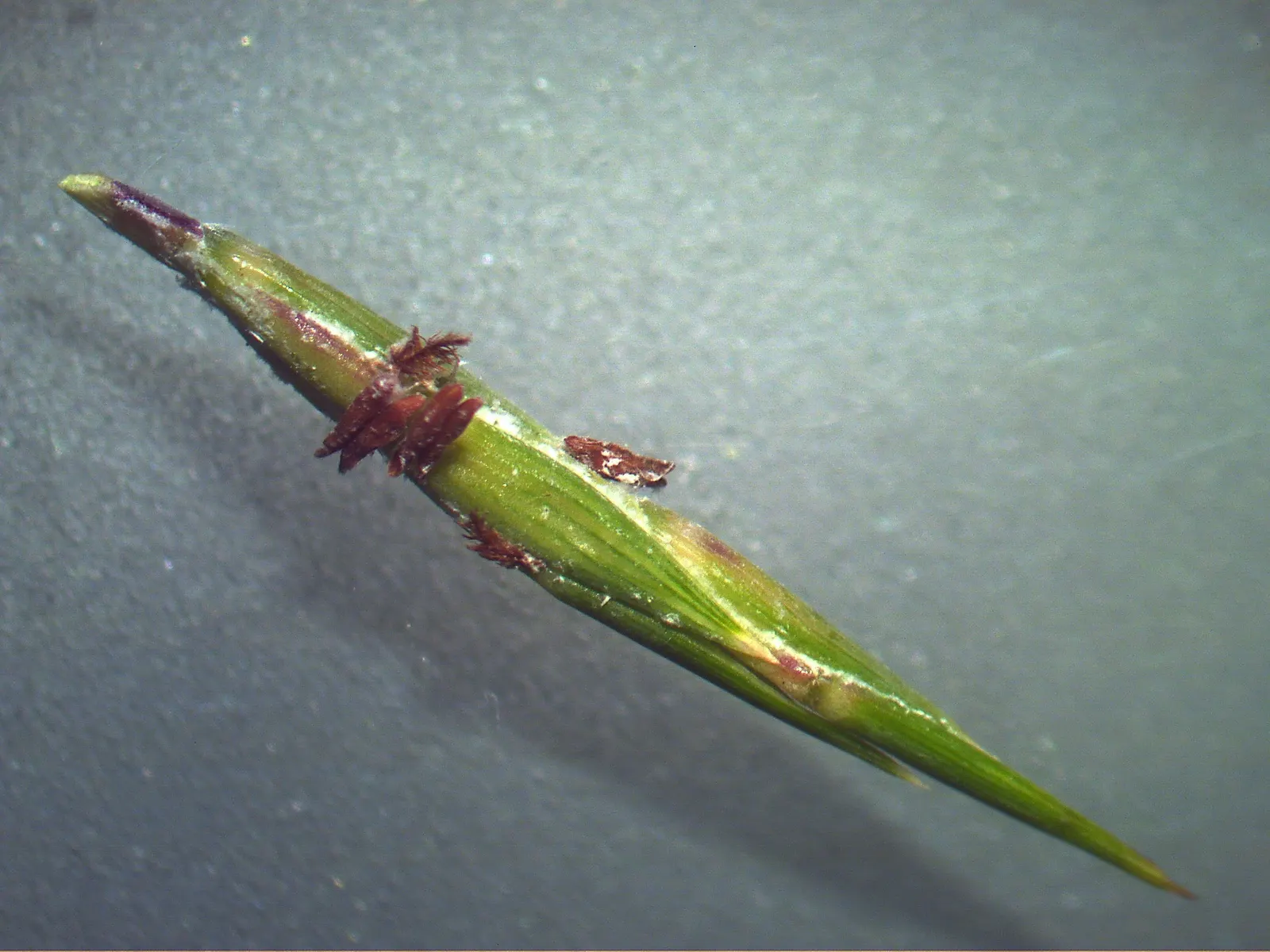 Lemon Grass (Cymbopogon Citratus) — requiring moderate watering - establish a consistent schedule; a tropical perennial herb, image 123
