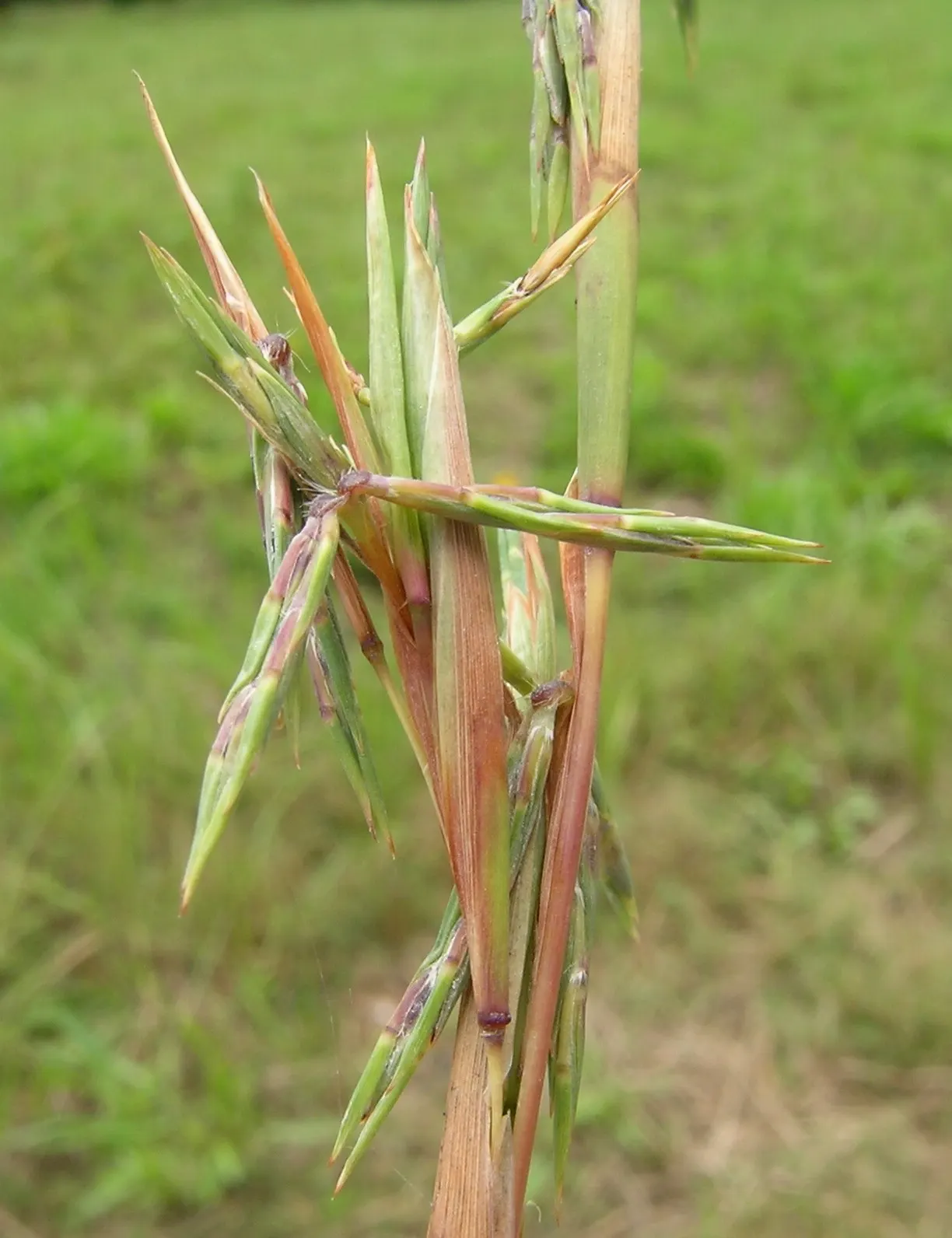 Lemon Grass (Cymbopogon Citratus) — is an invaluable asset to any garden design for both its aromatic qualities and culinary utility