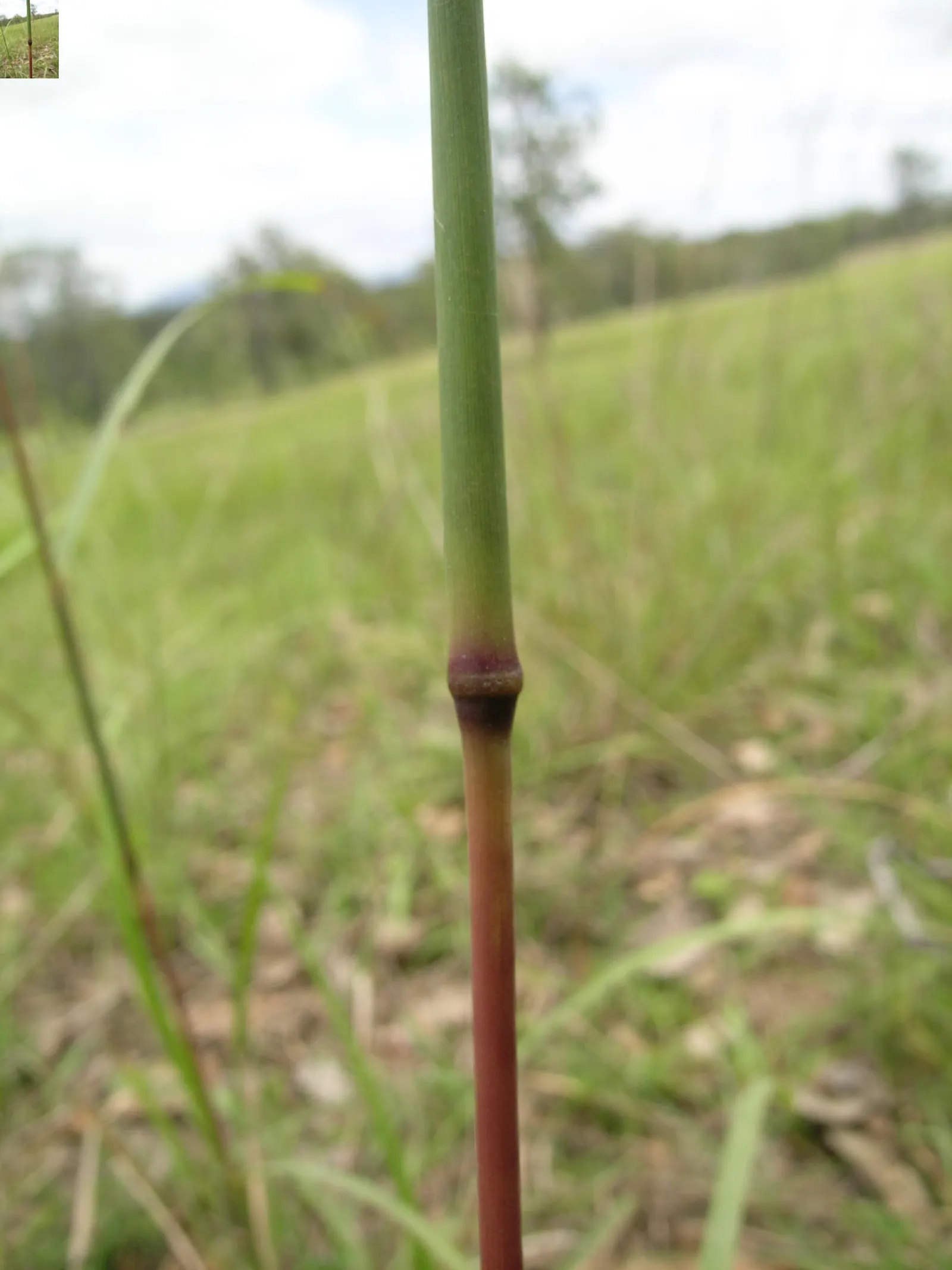 Lemon Grass (Cymbopogon Citratus) — reaching heights of 3 to 6 feet and spreading 2 to 4 feet wide; making it a dual-purpose choice for your, image 81