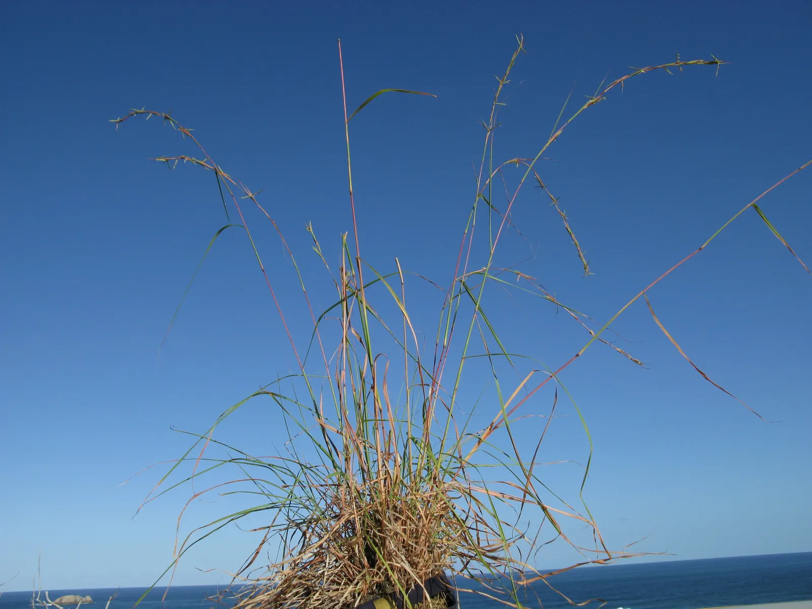 Lemon Grass (Cymbopogon Citratus) — white flowers in the garden; thriving in full sun and well-drained soil, lemongrass is drought-tolerant and, image 131