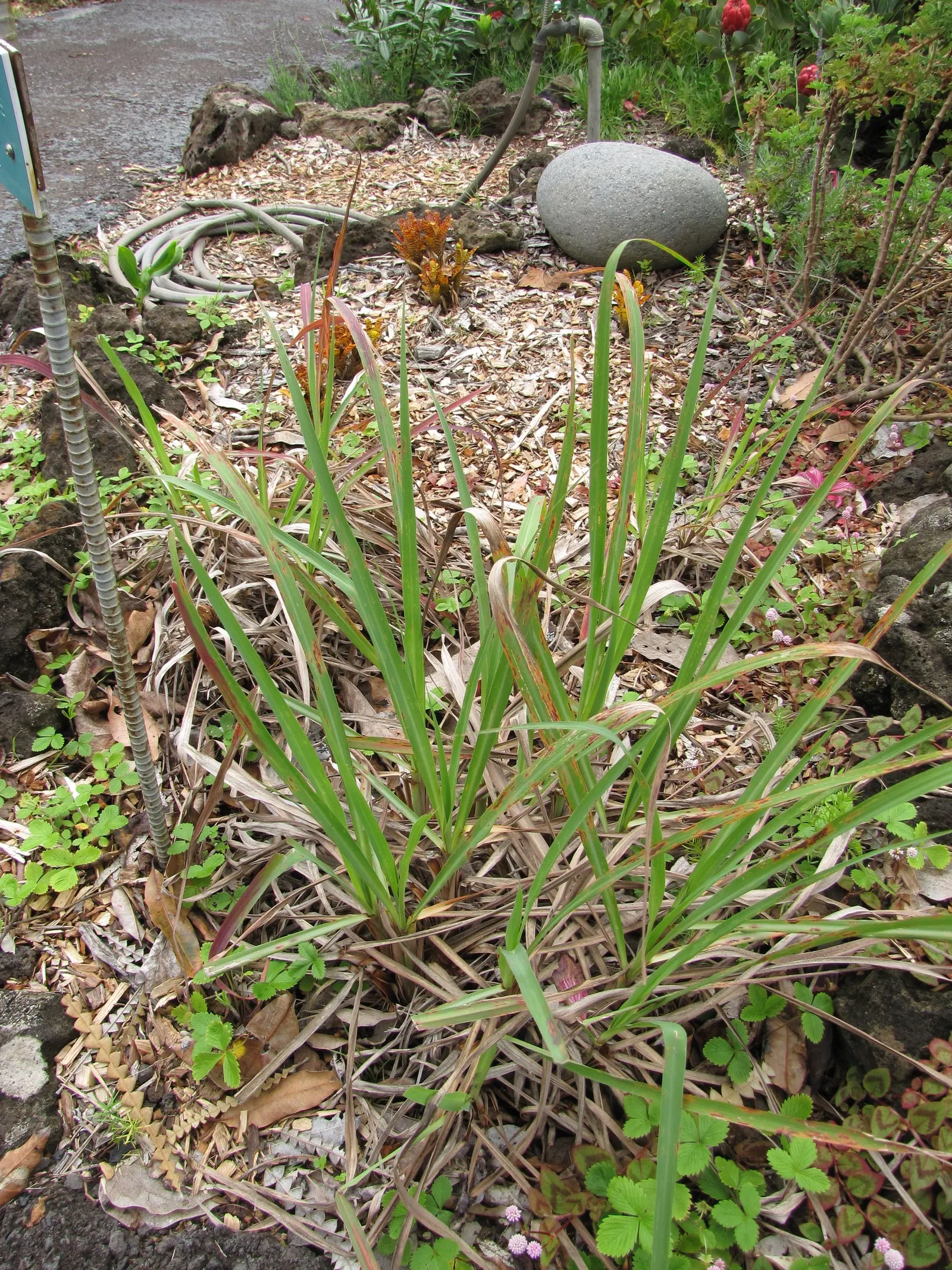 Lemon Grass (Cymbopogon Citratus) — Pruning the tops will encourage fuller growth; grass for full or half, image 71