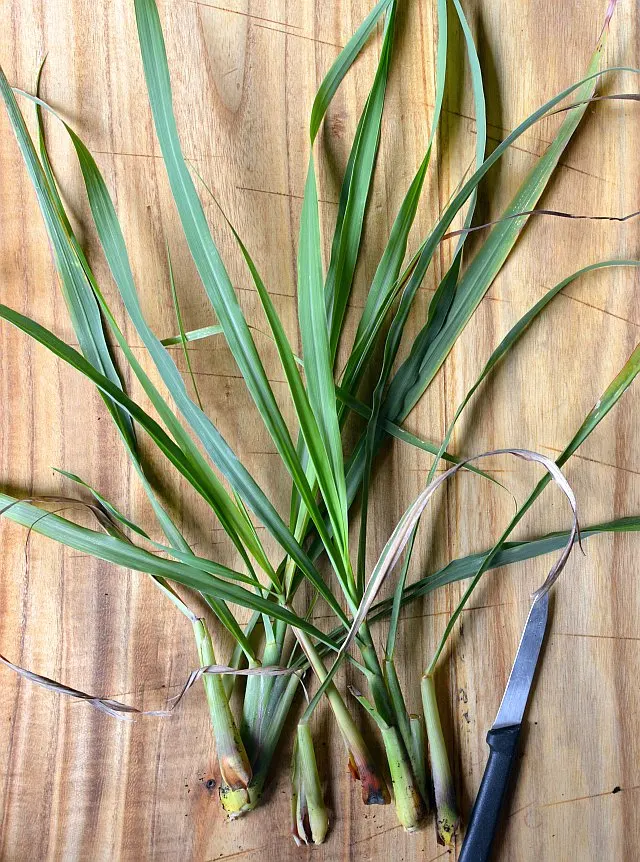 Lemon Grass (Cymbopogon Citratus) — is an invaluable asset to any garden design for both its aromatic qualities and culinary utility; slender, image 61