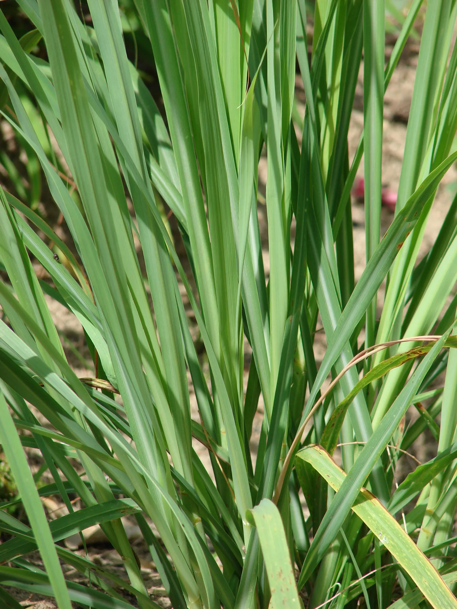 Lemon Grass (Cymbopogon Citratus) — slender leaves with a distinct lemony fragrance and a sleek