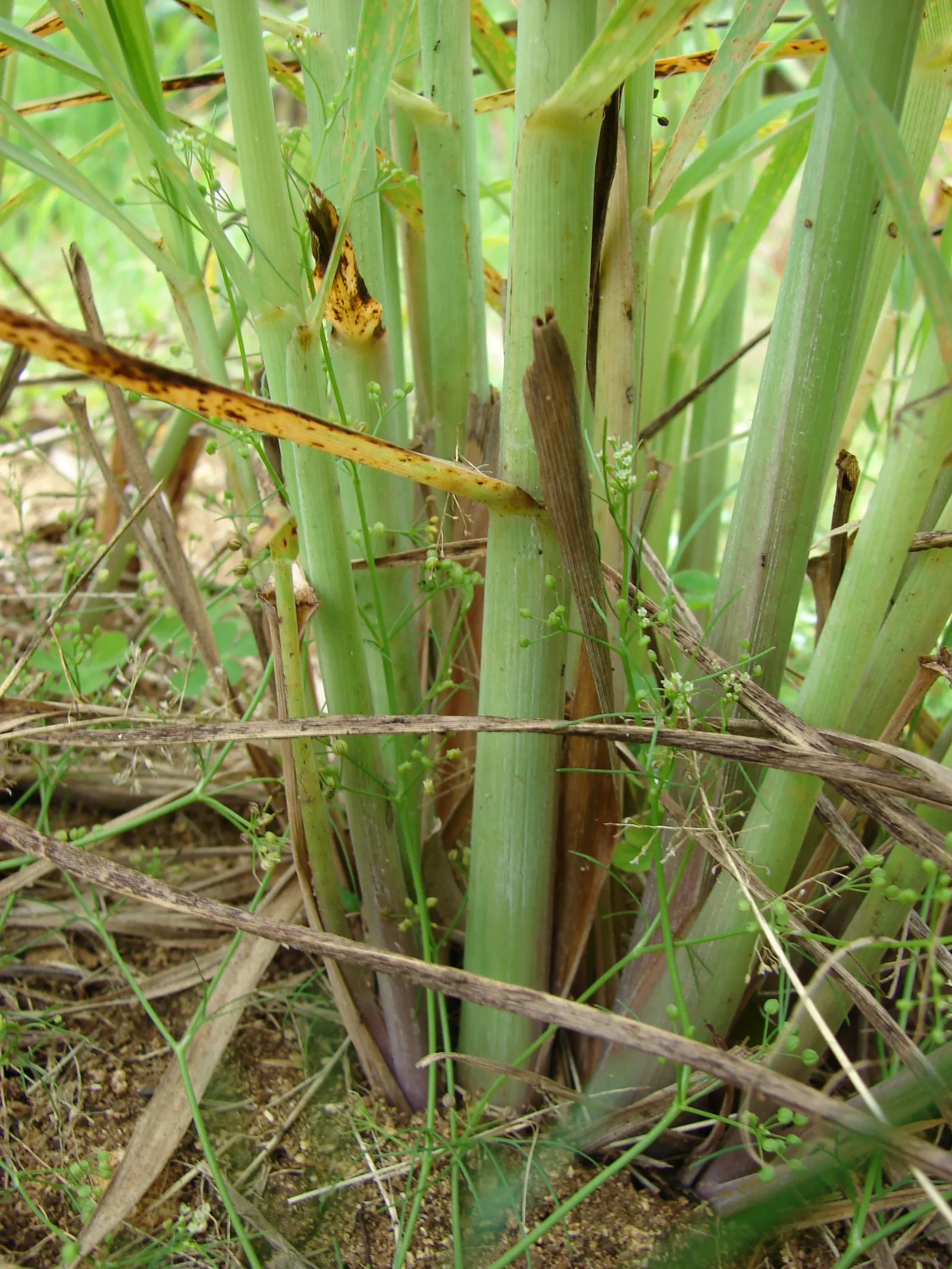 Lemon Grass (Cymbopogon Citratus) — it's not only a flavor-enhancing ingredient but also a natural deterrent for mosquitoes; reaching heights of 3, image 107