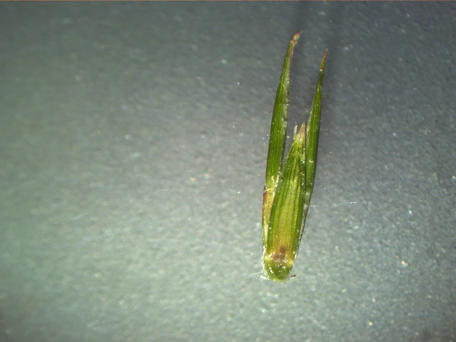 Lemon Grass (Cymbopogon Citratus) — the essential oil responsible for its citrus scent; white flowers in the garden