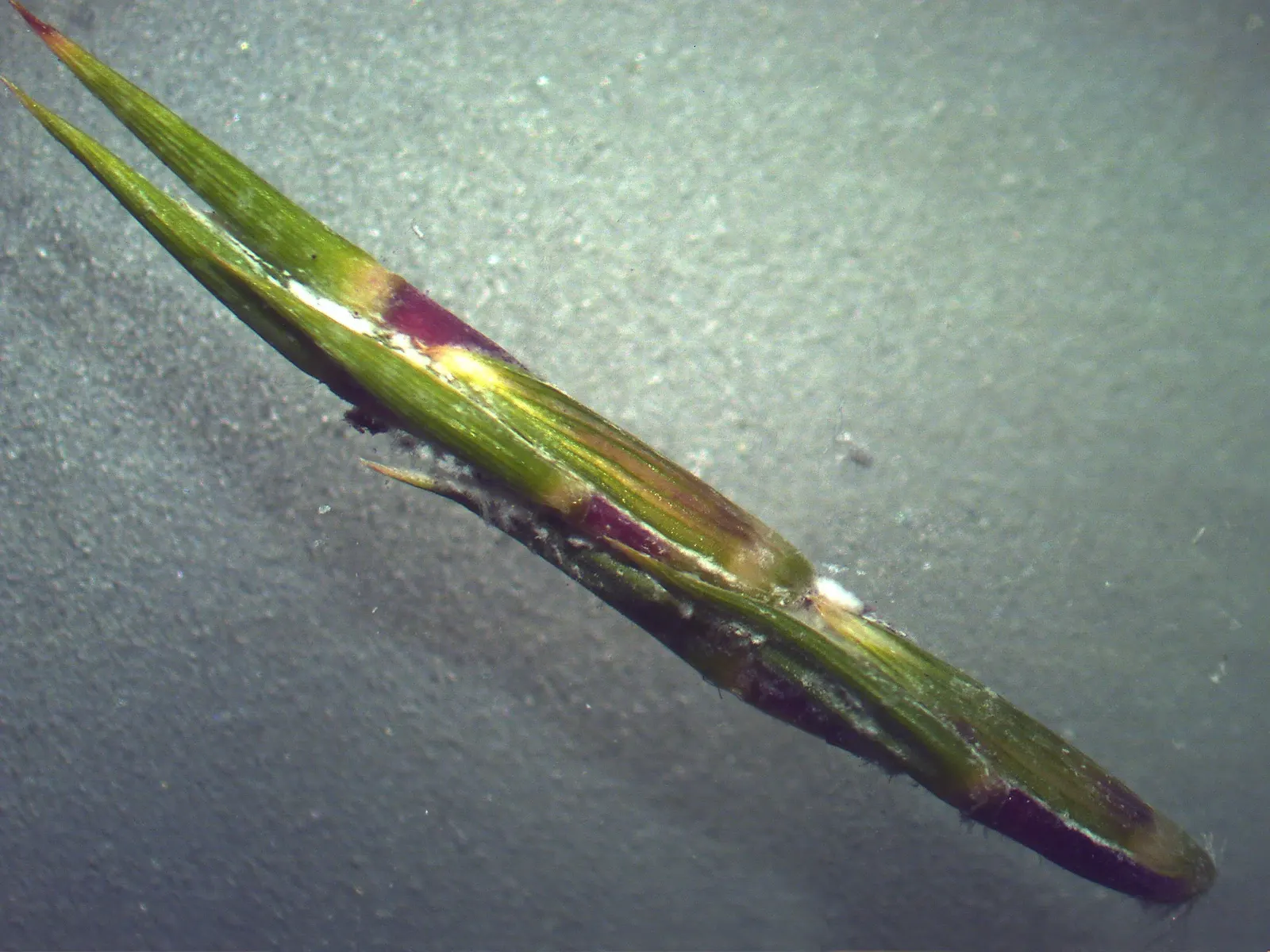 Lemon Grass (Cymbopogon Citratus) — is an invaluable asset to any garden design for both its aromatic qualities and culinary utility; slender, image 99