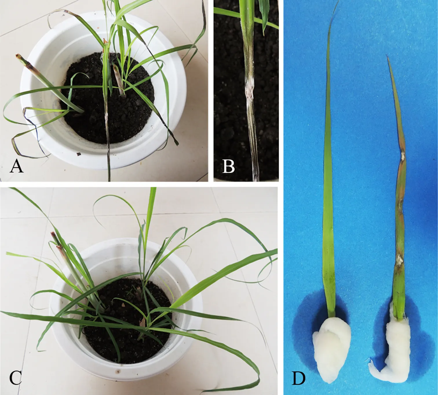 Lemon Grass (Cymbopogon Citratus) — is an invaluable asset to any garden design for both its aromatic qualities and culinary utility; slender, image 80