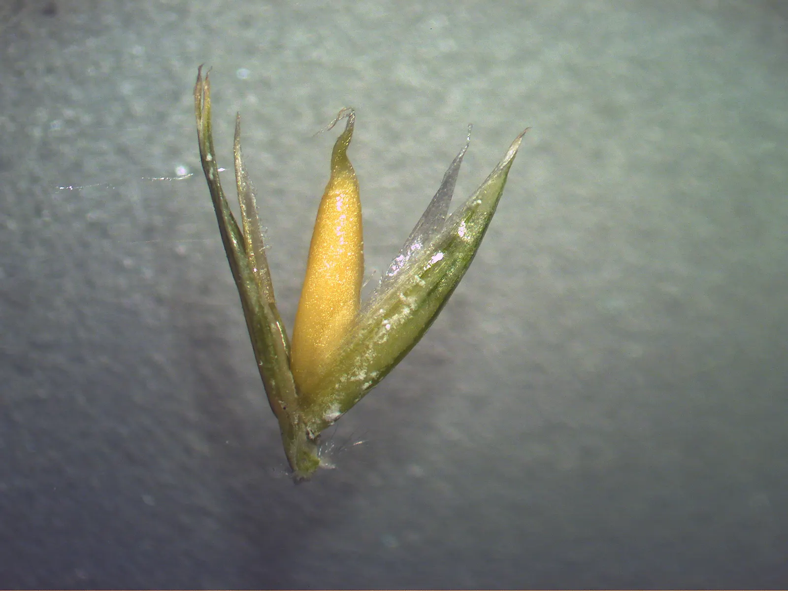 Lemon Grass (Cymbopogon Citratus) — Its dense clumps are drought-tolerant once established; keeping the appearance lush and contained within the, image 65